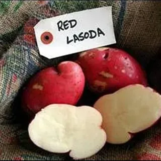 thumbnail for publication: University of Florida Potato Variety Trials Spotlight: 'Red LaSoda'
